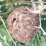 スズメバチ巣バレーボール大