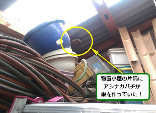 アシナガバチ駆除物置小屋