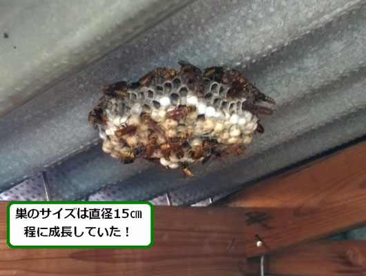 アシナガバチの巣駆除物置小屋
