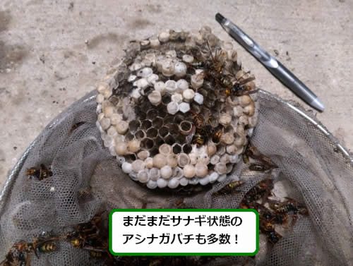 アシナガバチの巣