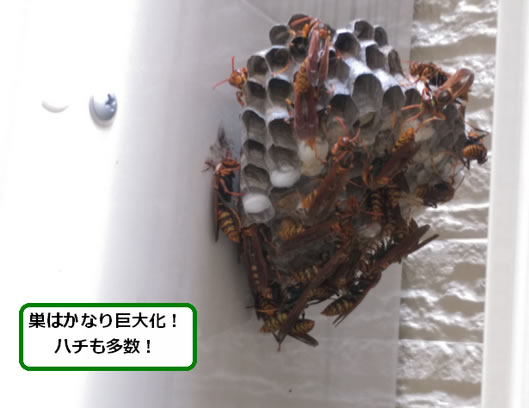 アシナガバチの巣駆除給湯器