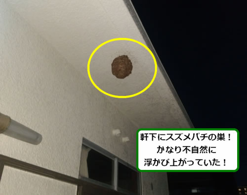 スズメバチ駆除軒下