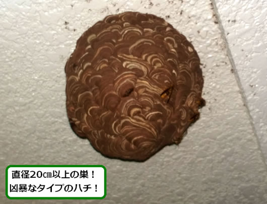 スズメバチの巣駆除軒下