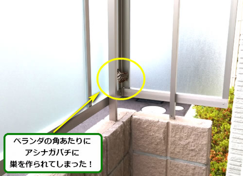 アシナガバチ駆除ベランダ