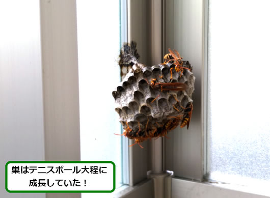 アシナガバチの巣駆除ベランダ
