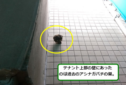 アシナガバチ駆除壁面