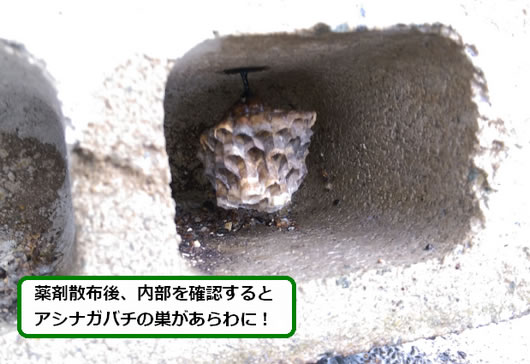 アシナガバチの巣駆除ブロック