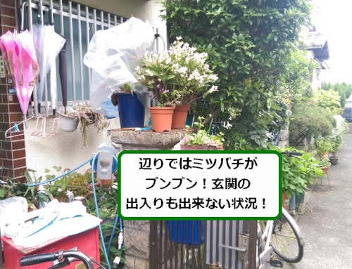 ミツバチ駆除玄関先