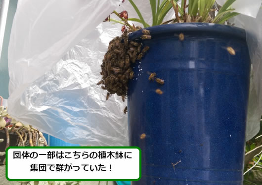 ミツバチ駆除植木鉢