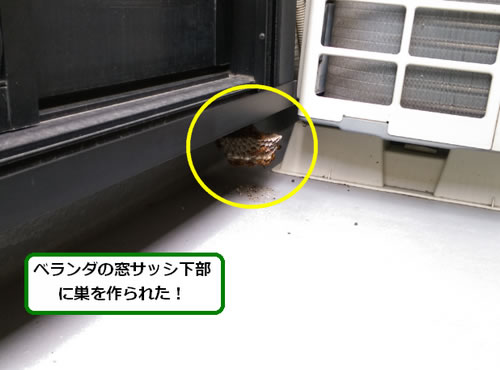 アシナガバチ駆除窓サッシ下部