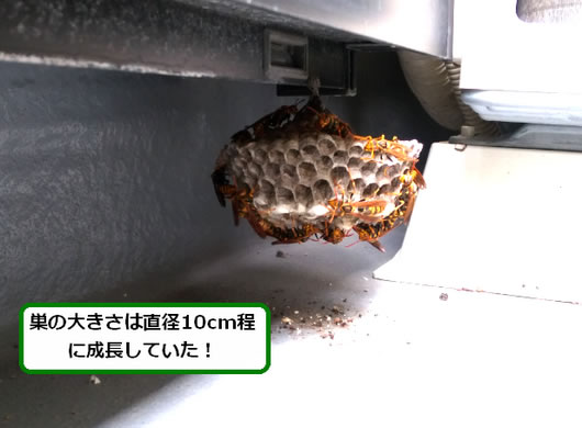 アシナガバチの巣駆除窓サッシ下部