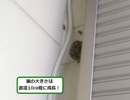 アシナガバチの巣駆除窓横