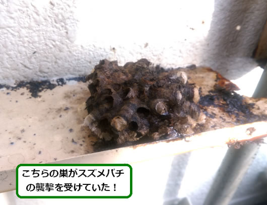 アシナガバチの巣駆除ボックス