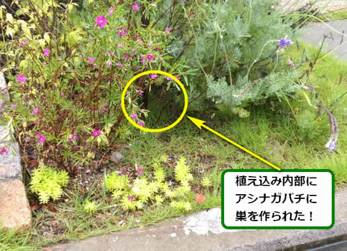 アシナガバチ駆除植え込み