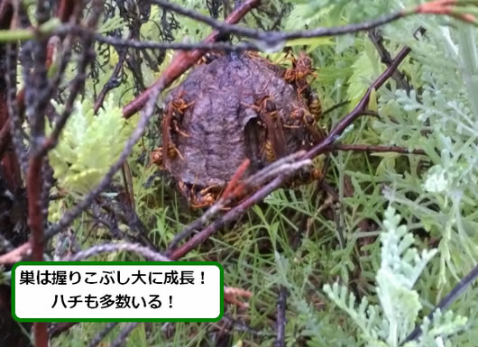 アシナガバチの巣駆除植え込み