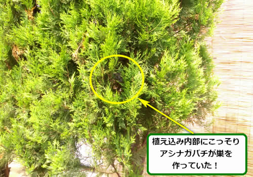 アシナガバチ駆除植え込み