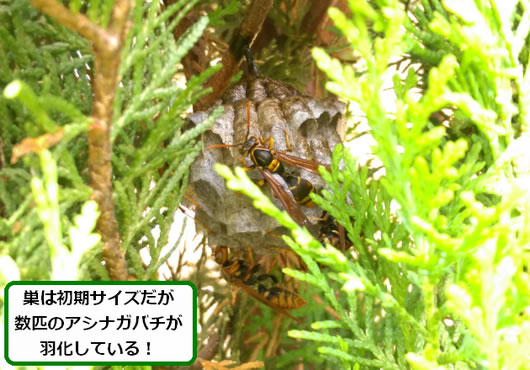アシナガバチの巣駆除植え込み