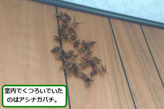 アシナガバチ駆除室内