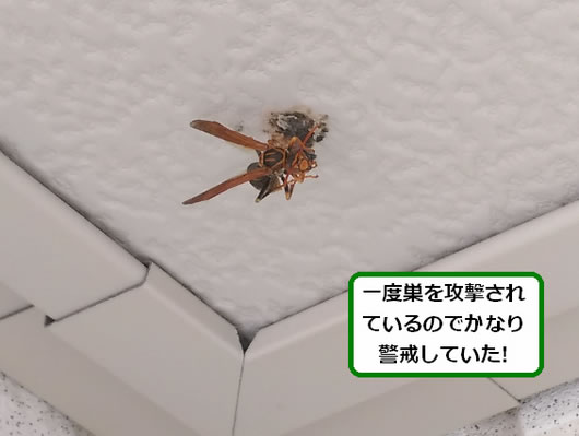 アシナガバチの巣駆除天井