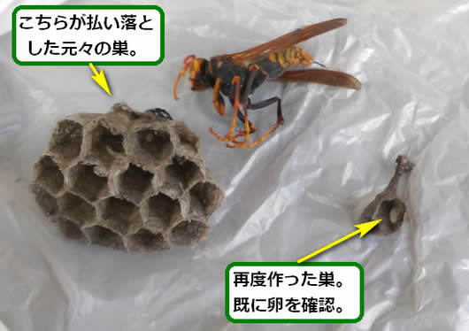 アシナガバチの巣
