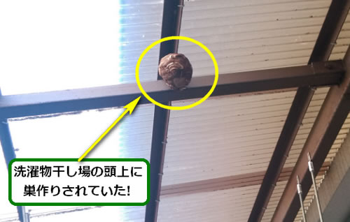 スズメバチ駆除トタン屋根