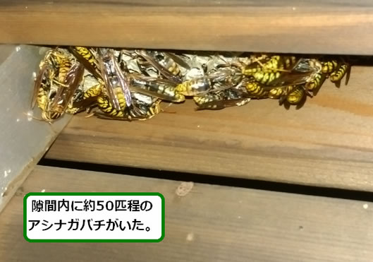 アシナガバチの巣駆除囲い隙間