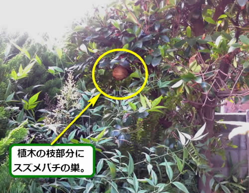 スズメバチ駆除植木の枝