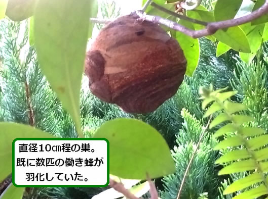 スズメバチの巣駆除植木の枝