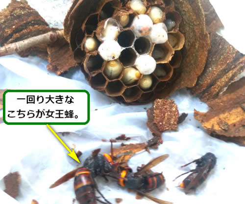 スズメバチの巣