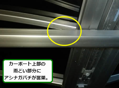 アシナガバチ駆除雨どい