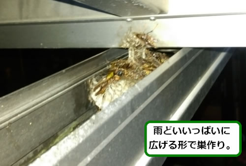 アシナガバチの巣駆除雨どい