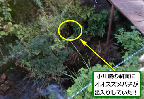 オオスズメバチ駆除山中小川脇