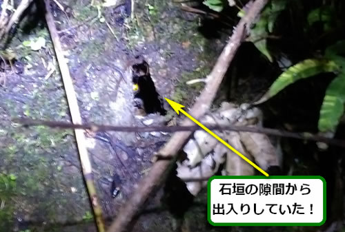 オオスズメバチ侵入口石垣