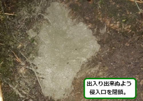 オオスズメバチ侵入口閉鎖