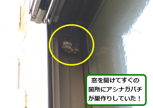 アシナガバチ駆除窓サッシ上部
