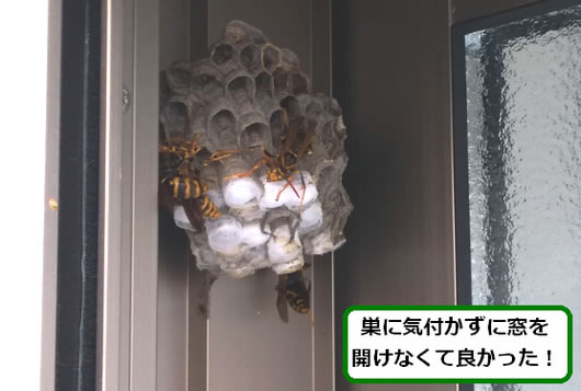 アシナガバチの巣駆除窓サッシ上部