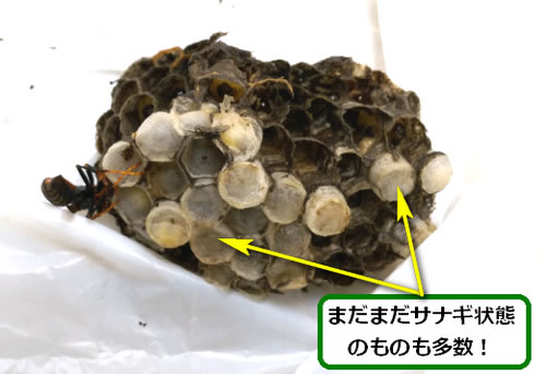 アシナガバチの巣サナギ多数