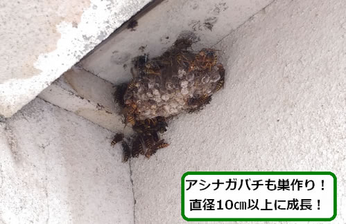 アシナガバチの巣駆除空き家軒下