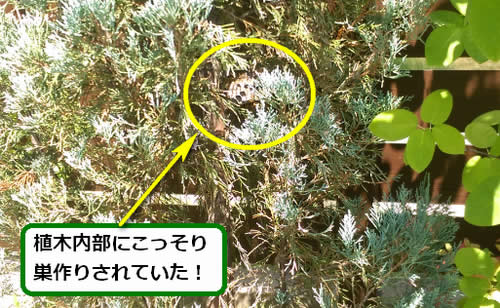 アシナガバチ駆除植木内部