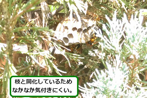 アシナガバチの巣駆除植木内部