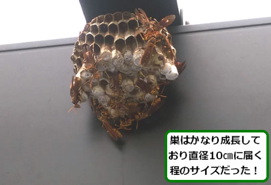 アシナガバチの巣駆除ガレージ