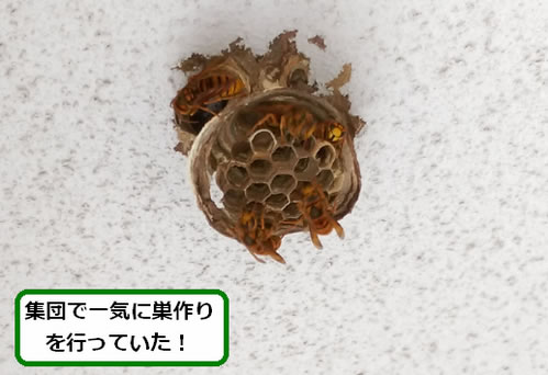 スズメバチの巣駆除ベランダ