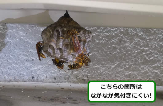 アシナガバチの巣駆除室外機