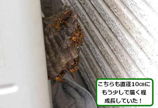 アシナガバチの巣駆除室外機