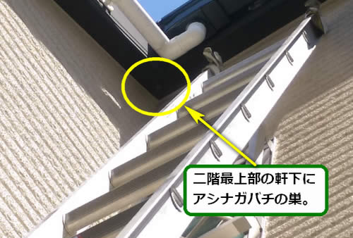 アシナガバチ駆除軒下