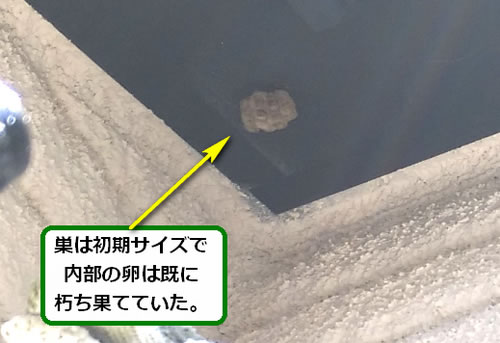 アシナガバチの巣駆除軒下