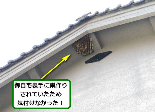 ミツバチの巣駆除高所作業