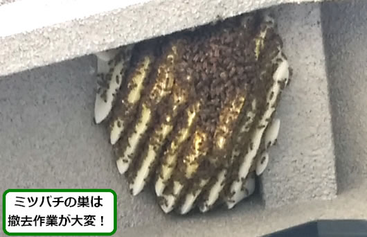 ミツバチの巣駆除高所作業