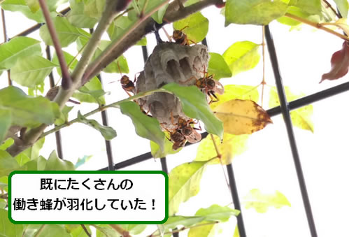 アシナガバチの巣駆除植木枝