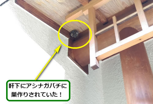 アシナガバチ駆除軒下